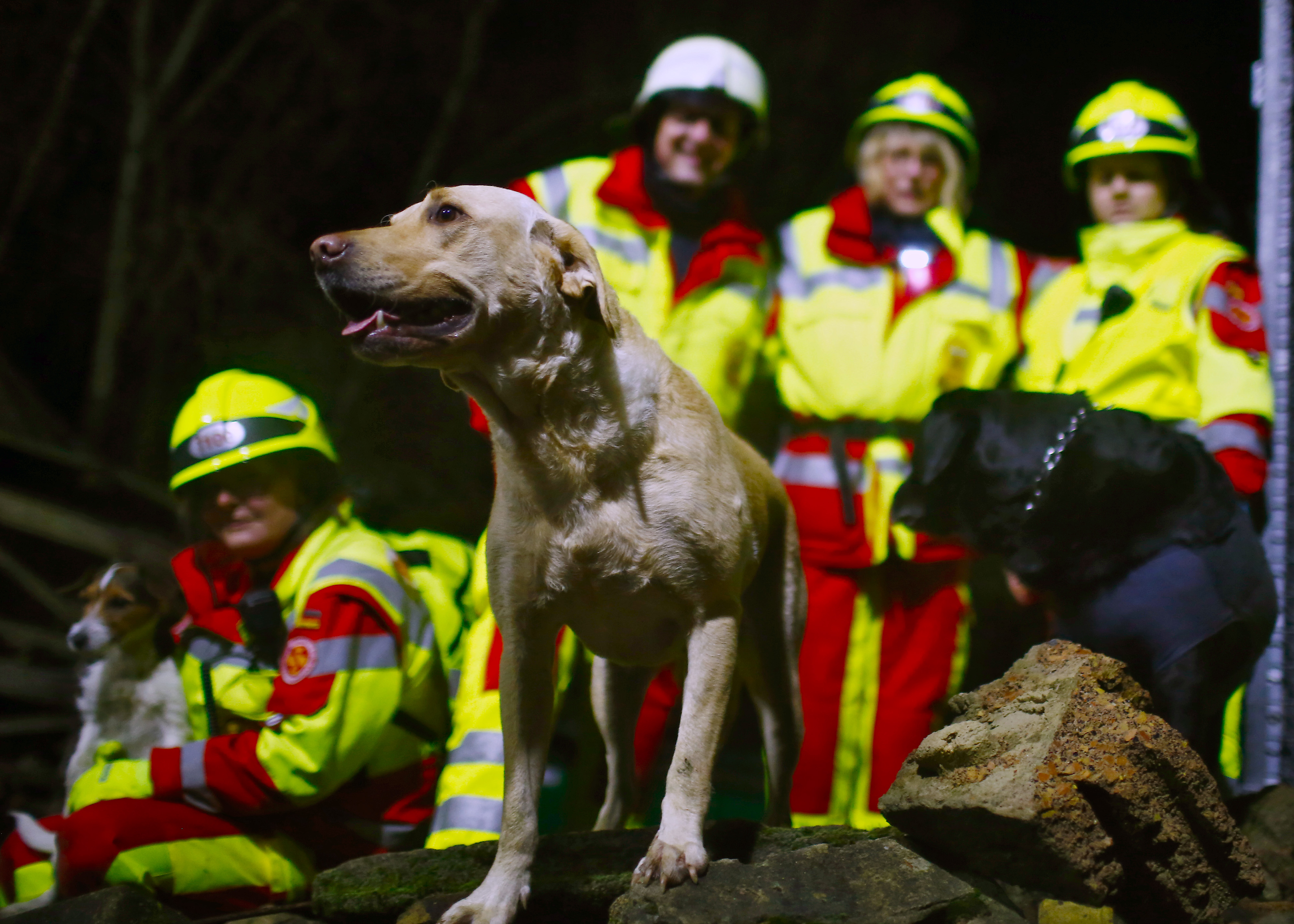 „Such und Hilf!“: Rettungshunde trainieren Suche nach Vermissten